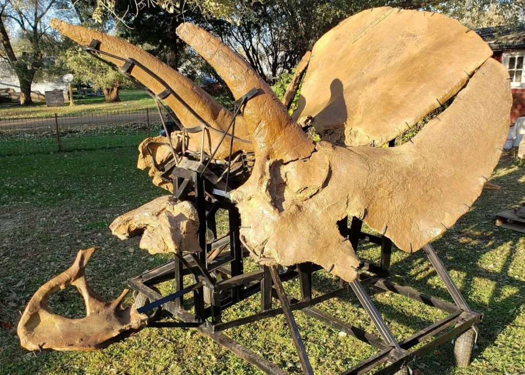 Triceratops for sale Ebay Dinosaur Fossil 1